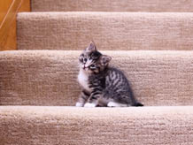 Kitten on carpeted stairs.